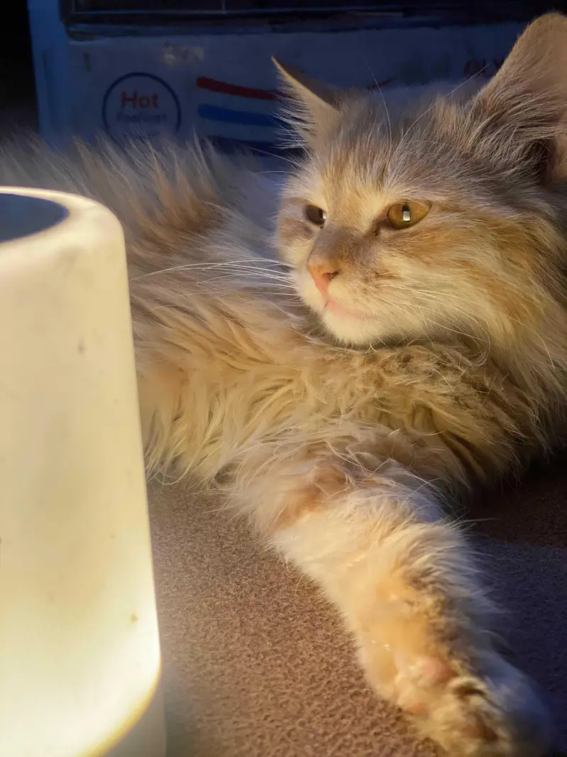 Persian male cat — photo 2