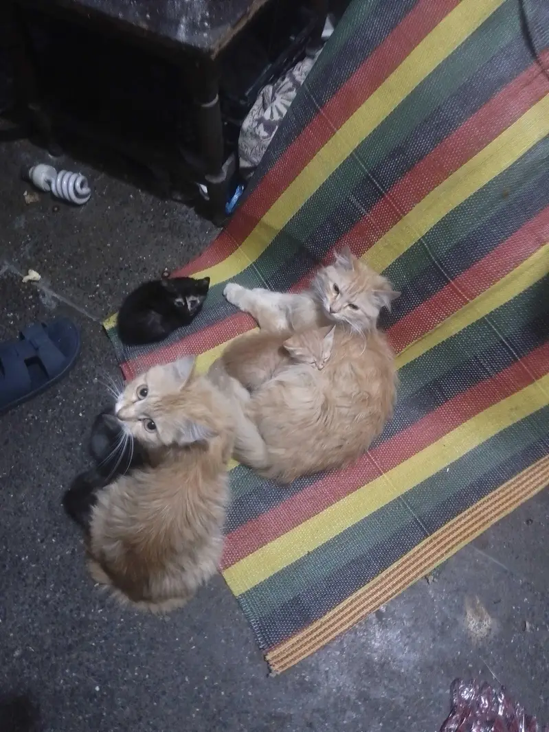 Persian male cat — photo 3