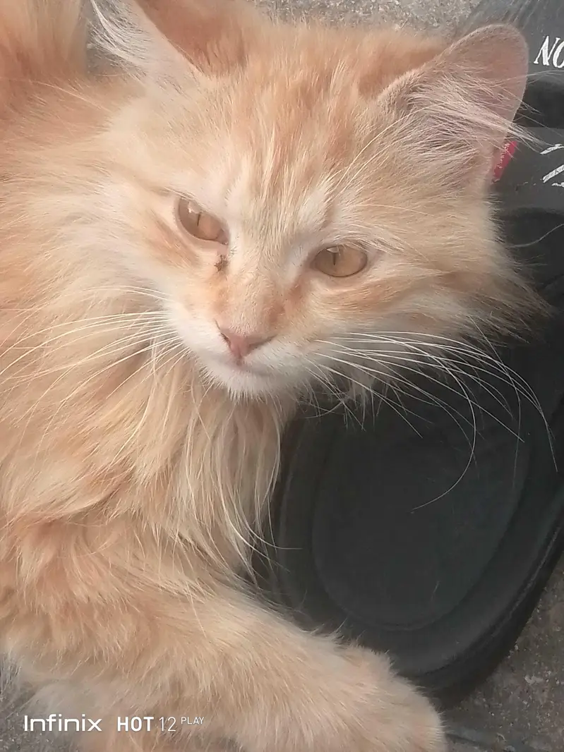 Persian male cat — photo 4