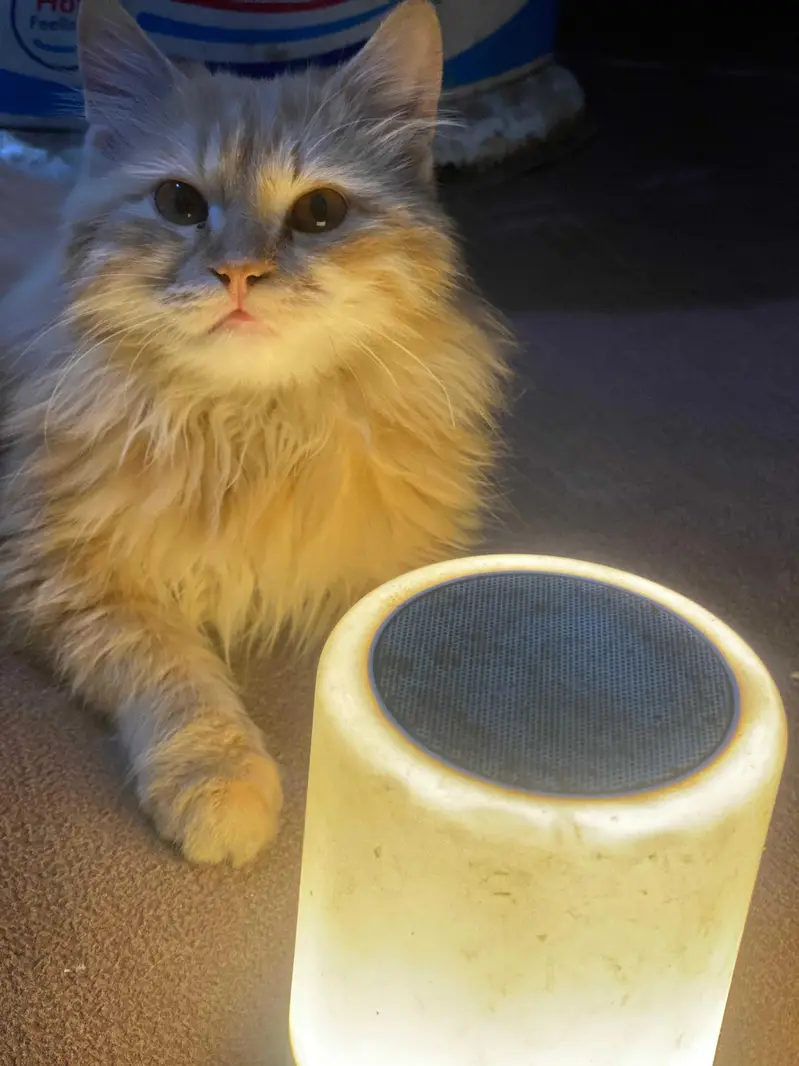 Persian male cat — photo 5