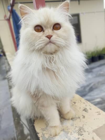 I am selling my  cat