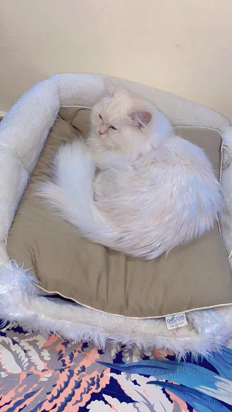 I am selling my  cat — photo 3
