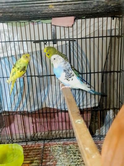Confirmed Breeder Budgies Pair with Chick