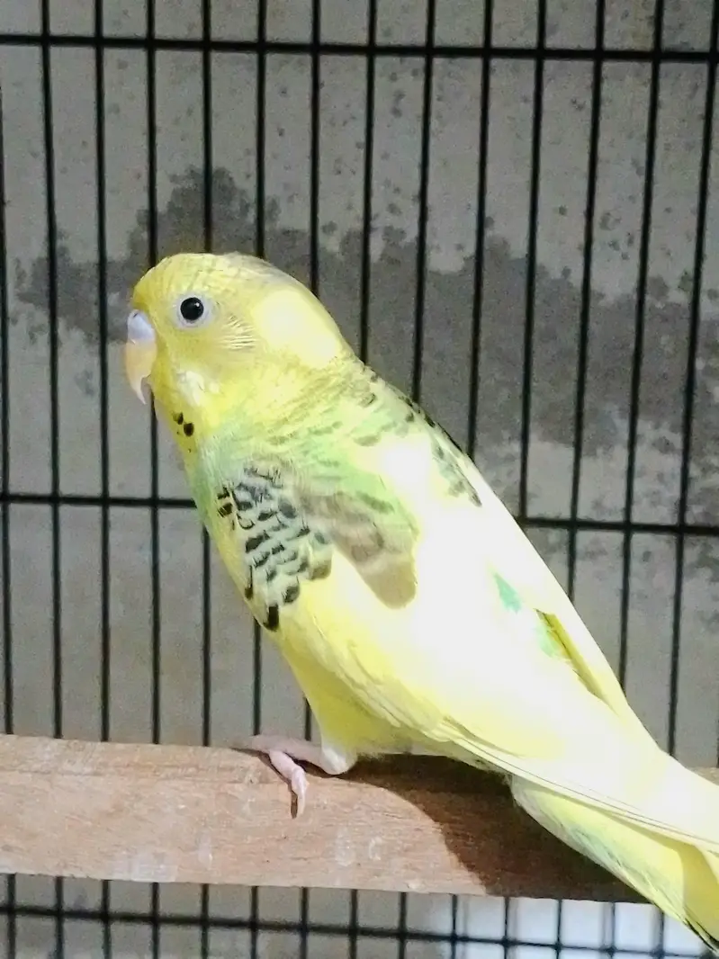 Confirmed Breeder Budgies Pair with Chick — photo 2