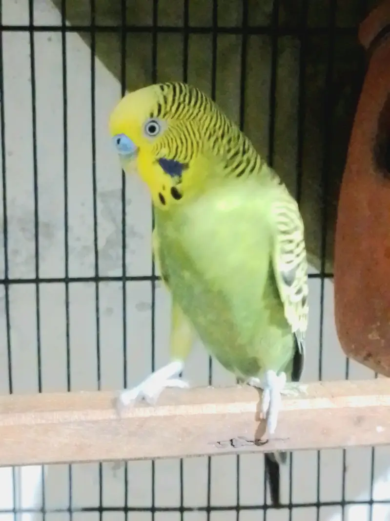 Confirmed Breeder Budgies Pair with Chick — photo 3