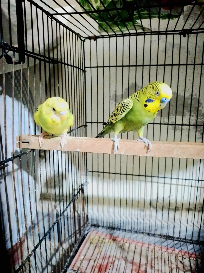 Confirmed Breeder Budgies Pair with Chick — photo 4
