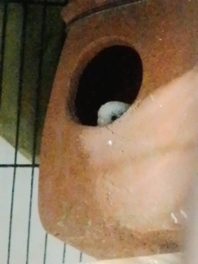Confirmed Breeder Budgies Pair with Chick — photo 5
