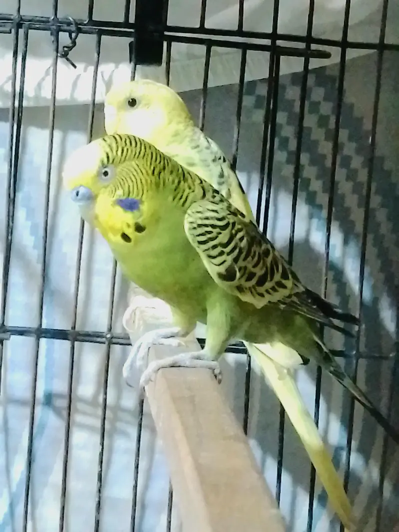 Confirmed Breeder Budgies Pair with Chick — photo 6