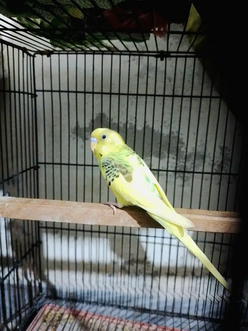 Confirmed Breeder Budgies Pair with Chick — photo 7