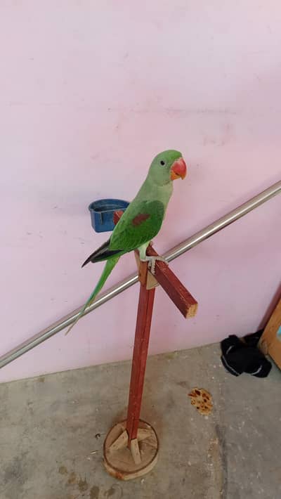 raw parrot fresh and healthy kids