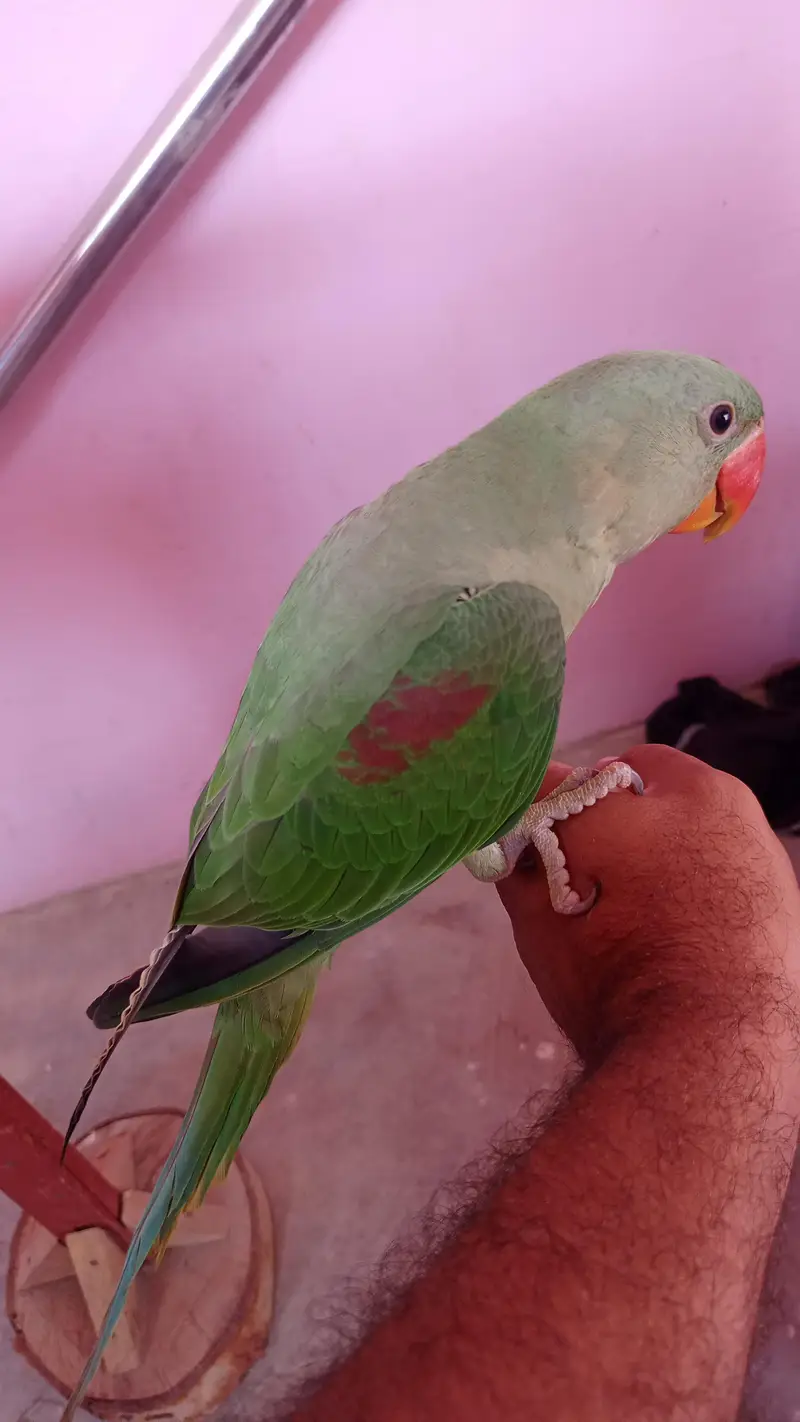 raw parrot fresh and healthy kids — photo 2