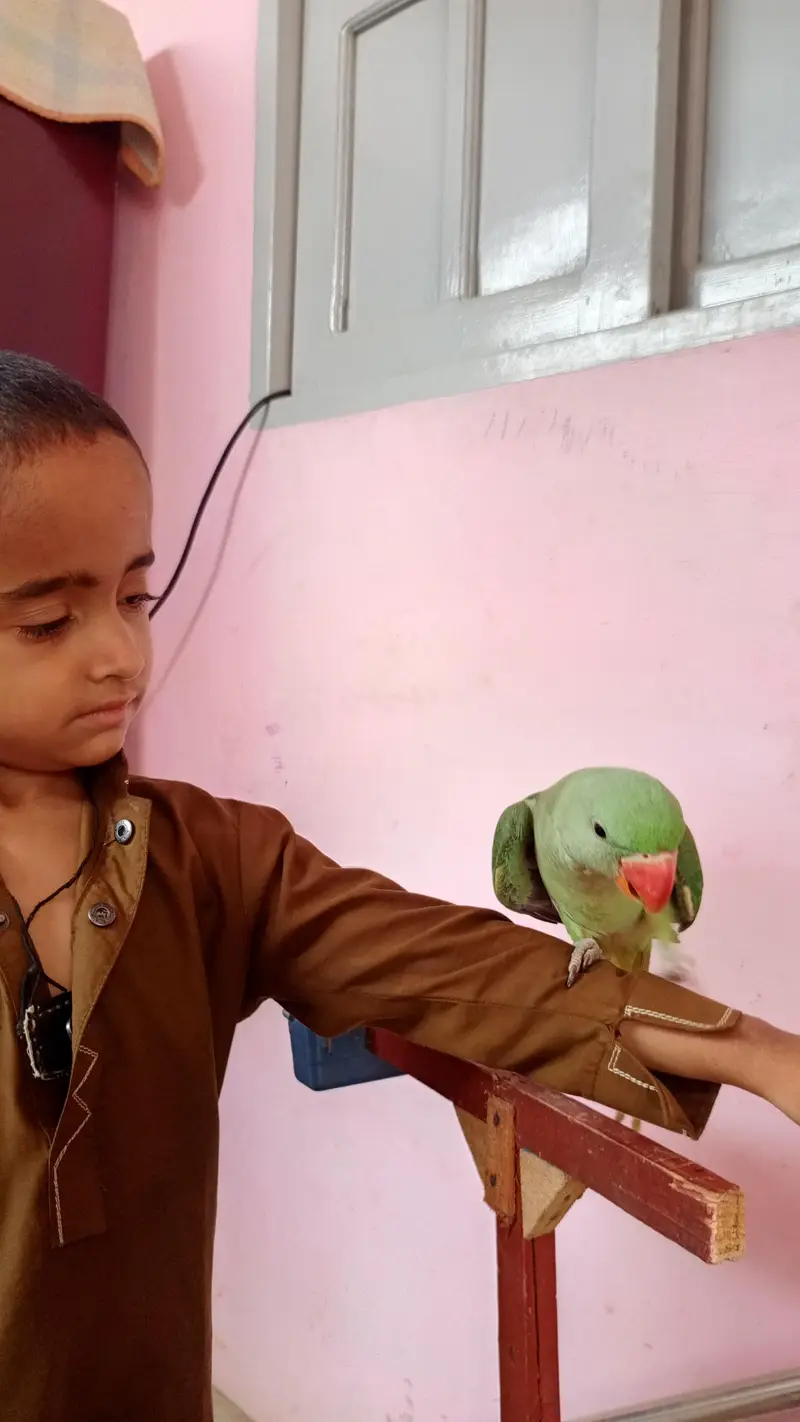 raw parrot fresh and healthy kids — photo 3