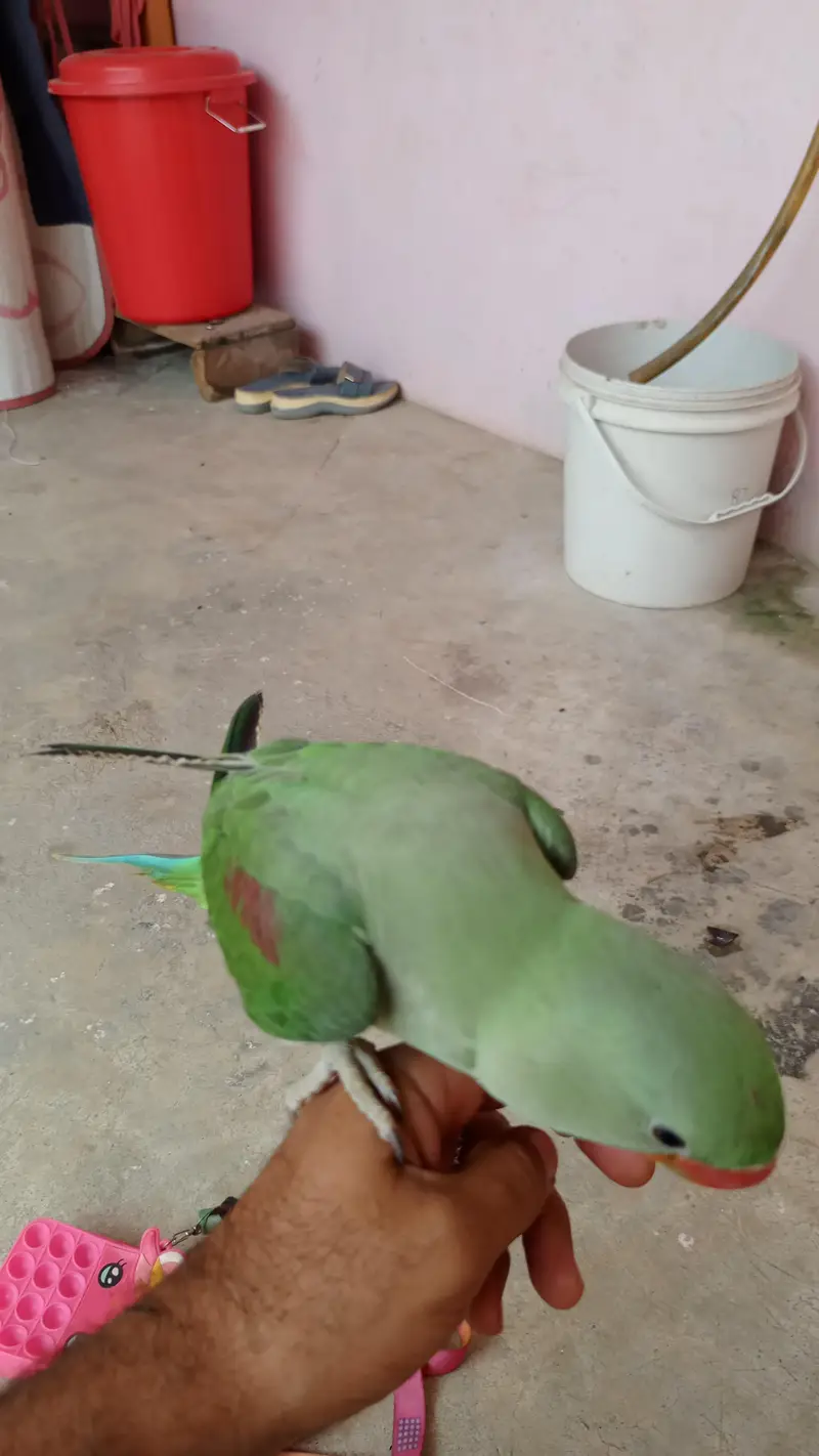 raw parrot fresh and healthy kids — photo 4