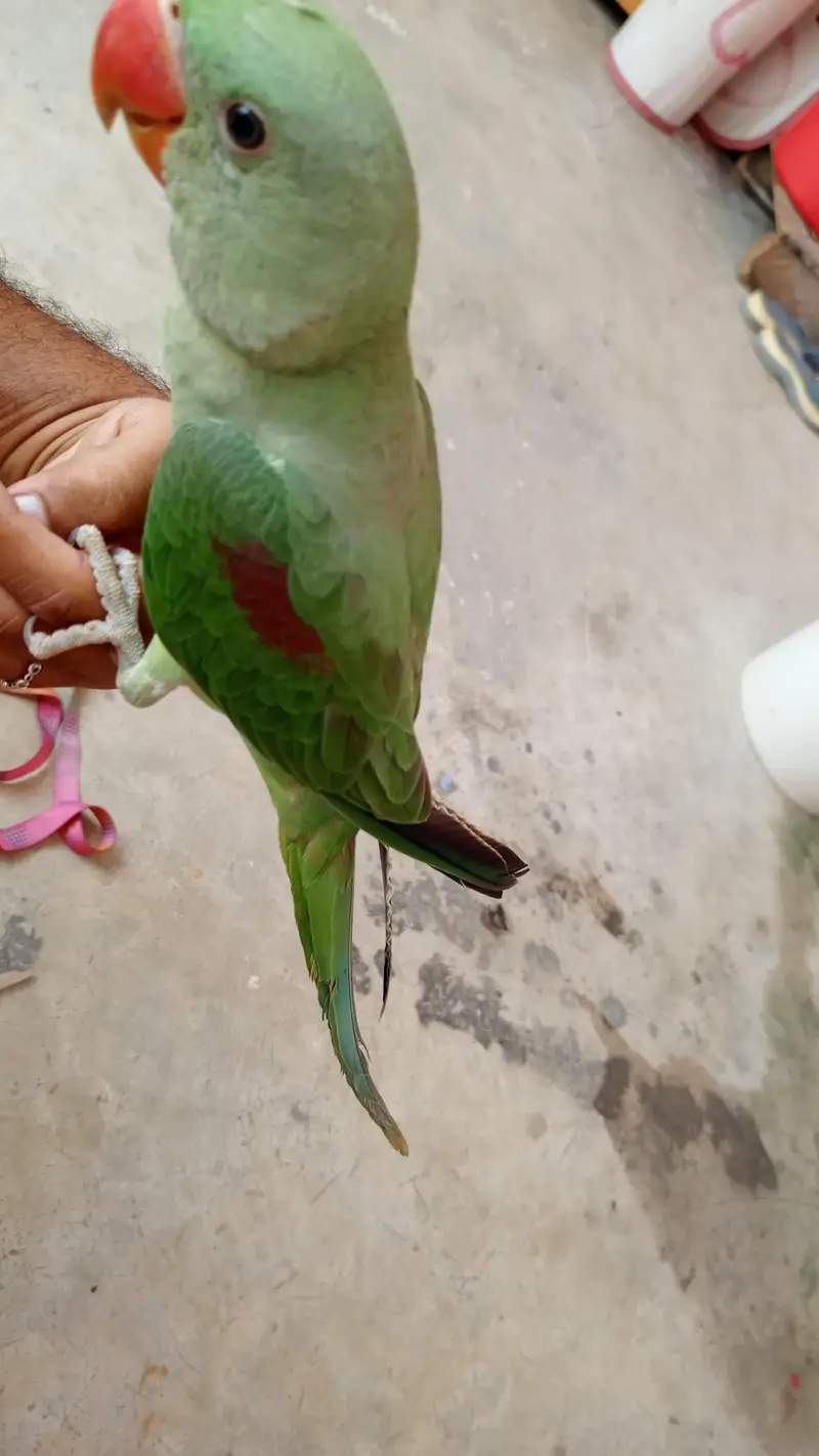 raw parrot fresh and healthy kids — photo 5