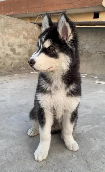 Husky male pupp for sale