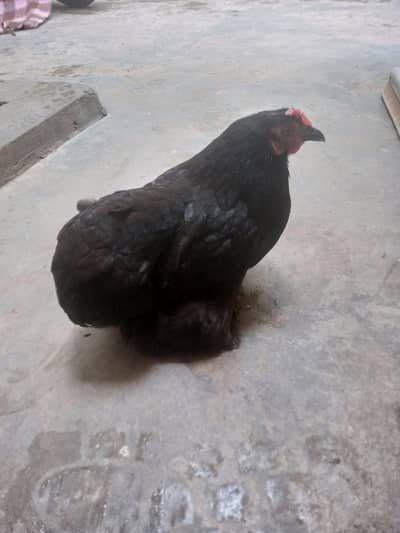 fancy female hain  dyti hai male mar gya ha jis Bhai ny lyni ha