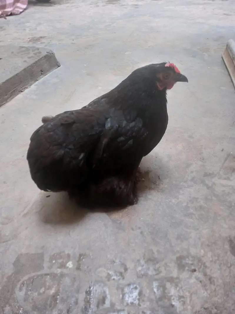 fancy female hain eggs dyti hai male mar gya ha jis Bhai ny lyni ha — photo 2