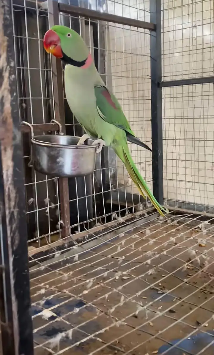Kashmiri raw parrot for sale — photo 2