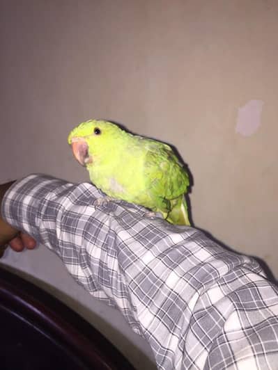 beautiful parrot