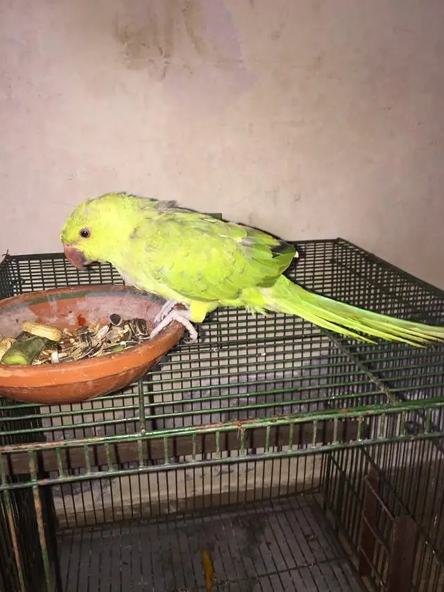 beautiful parrot — photo 2