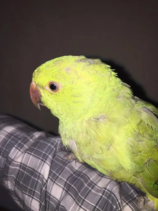 beautiful parrot — photo 3