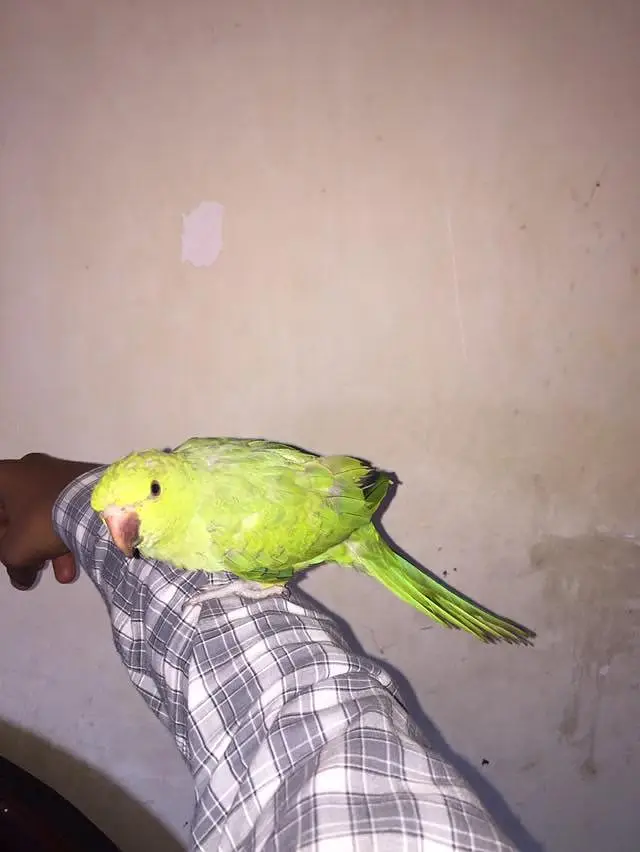 beautiful parrot — photo 4