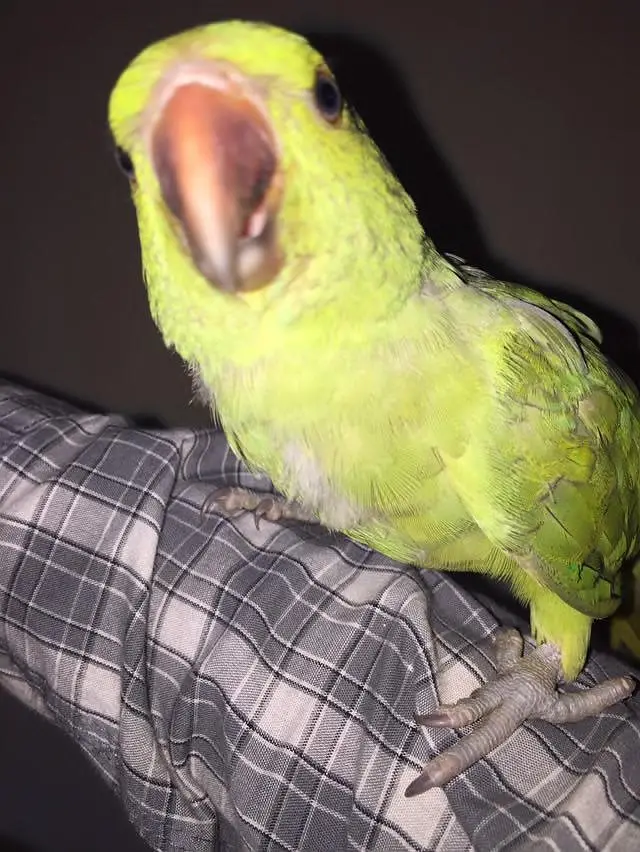 beautiful parrot — photo 5