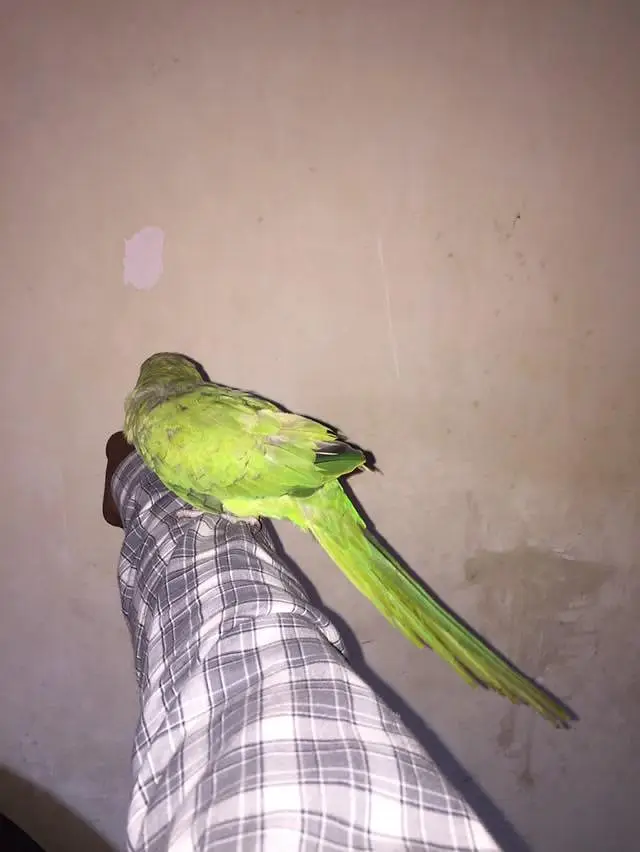 beautiful parrot — photo 6