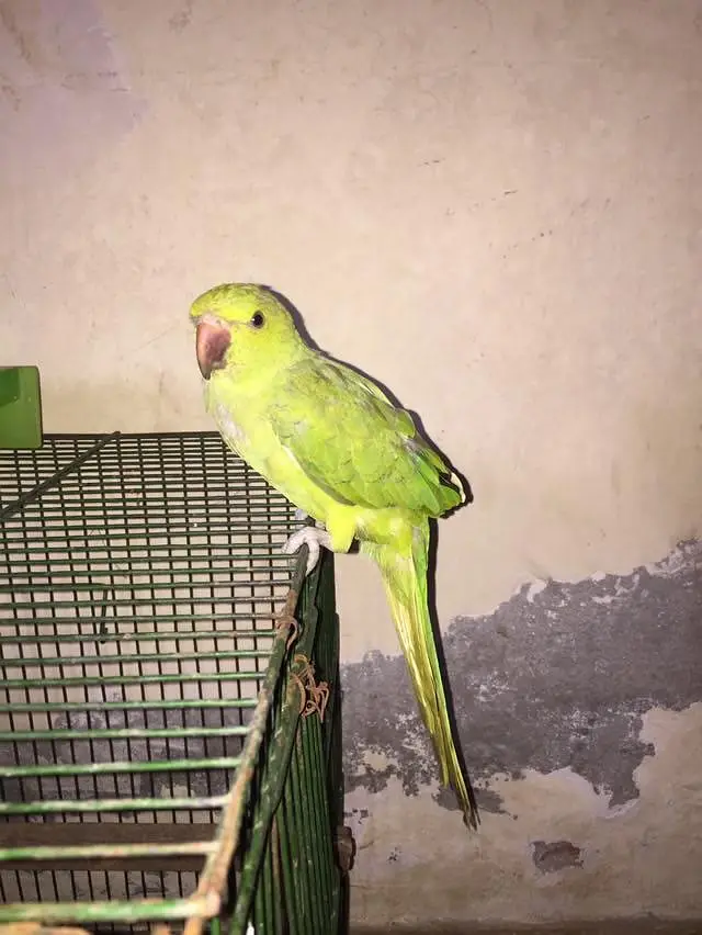 beautiful parrot — photo 7