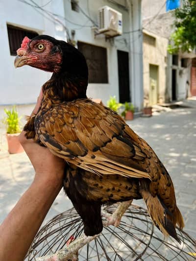 eagle face female