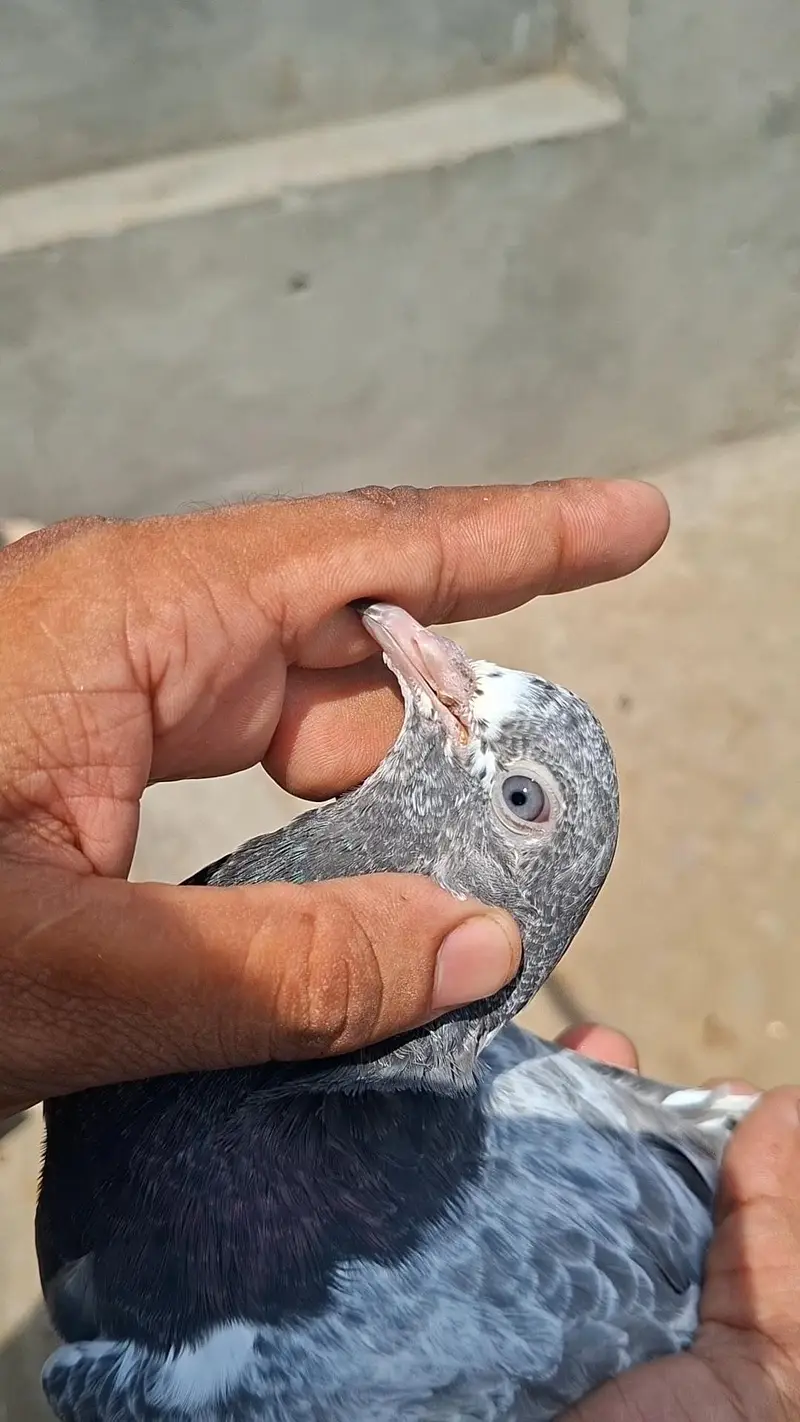 mashallah tedi and kamagr chicks — photo 3