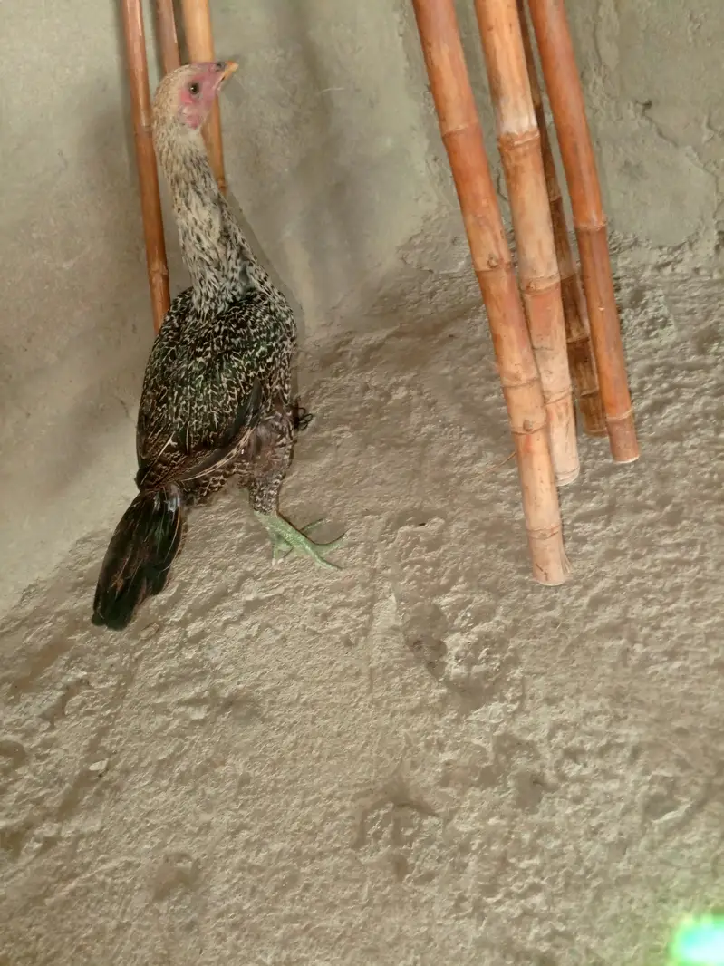 thai Aseel — photo 2
