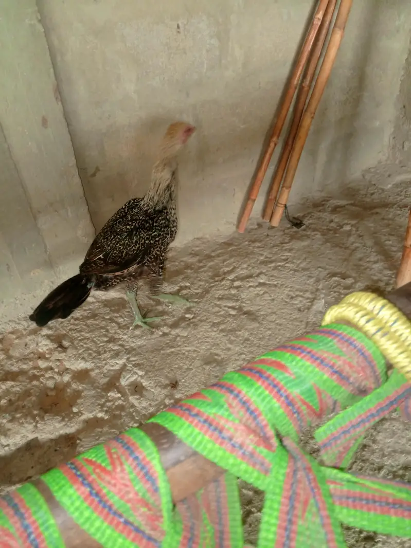 thai Aseel — photo 3