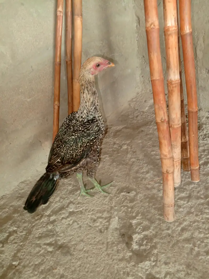 thai Aseel — photo 4