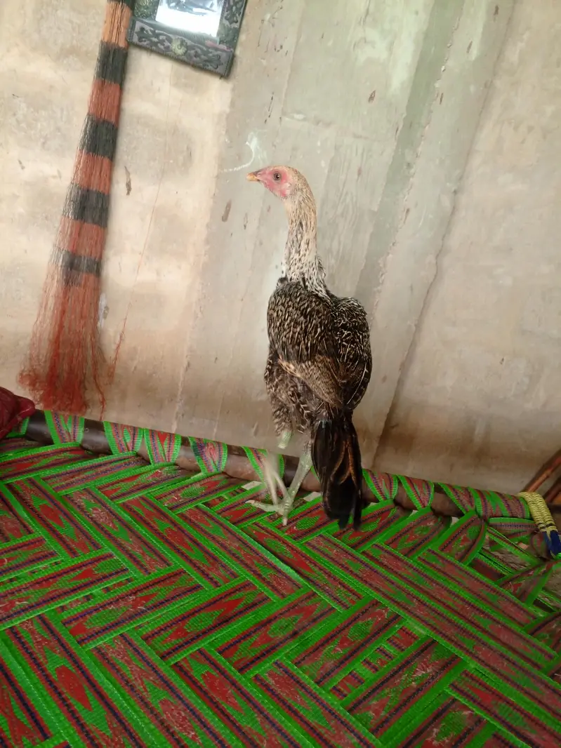thai Aseel — photo 5
