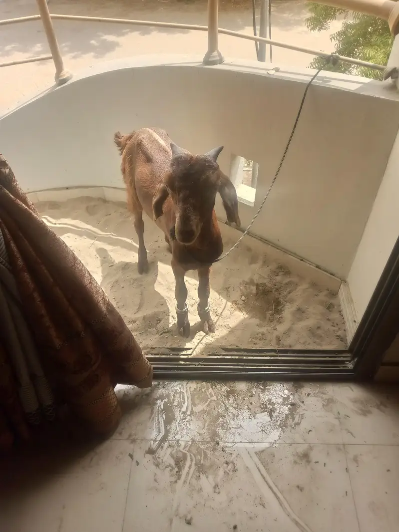Bakra kid for sale — photo 3