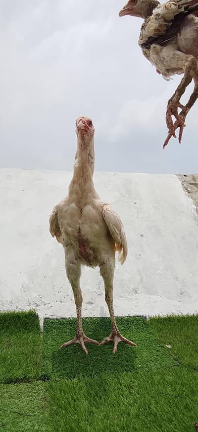 shamoo aseel