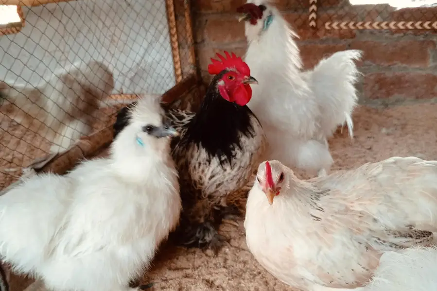 white silkei and bentum zero size hens KY eggs available ha — photo 2