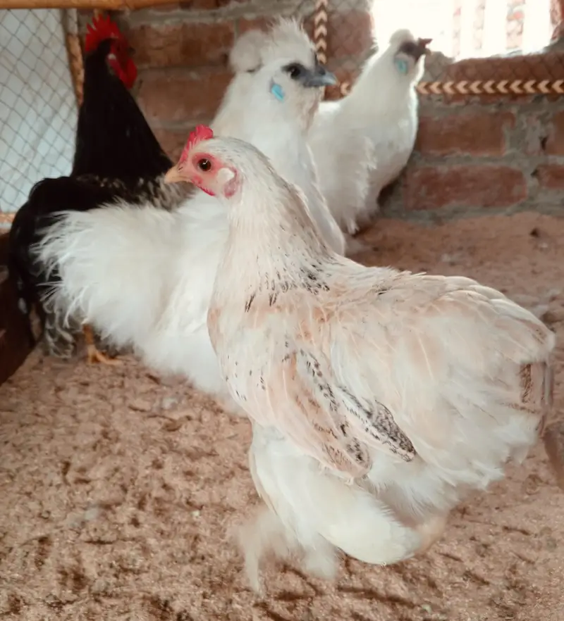 white silkei and bentum zero size hens KY eggs available ha — photo 3