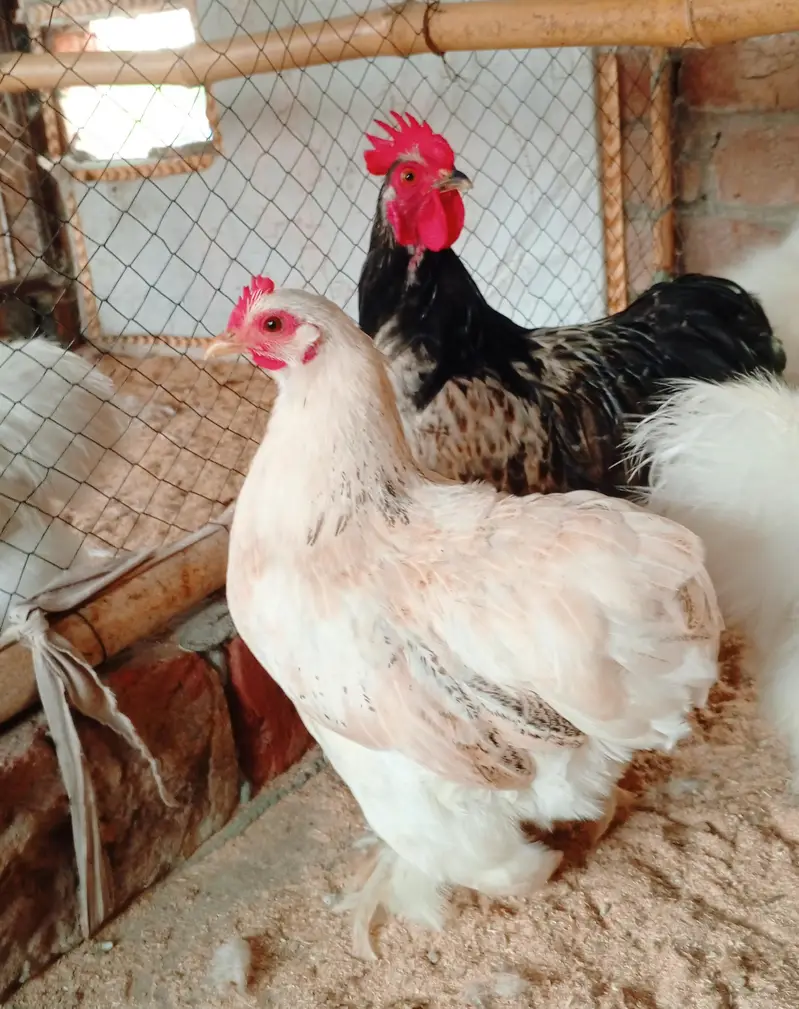 white silkei and bentum zero size hens KY eggs available ha — photo 4