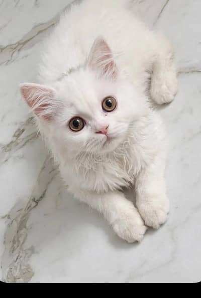 Parisian cat