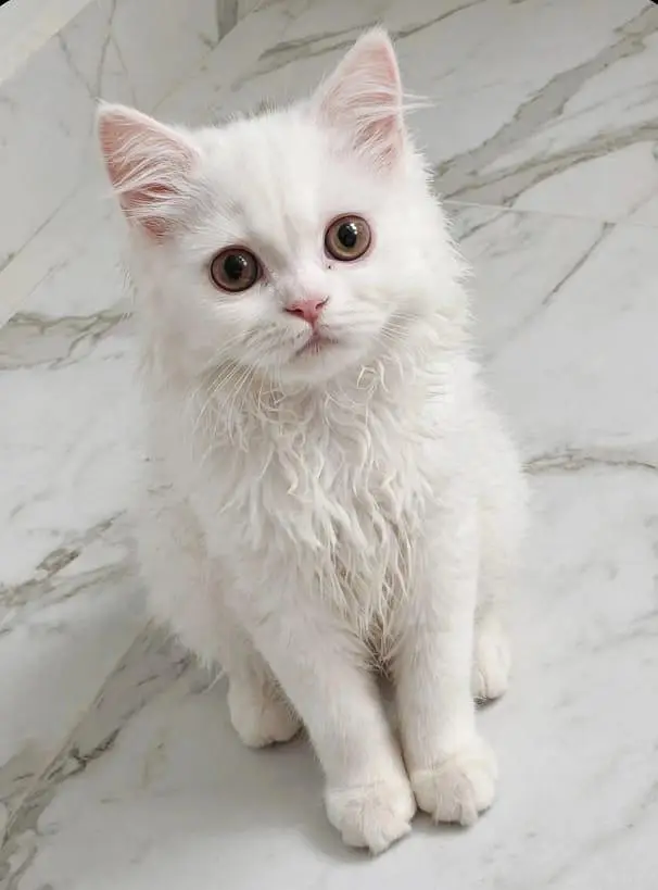 Parisian cat — photo 2
