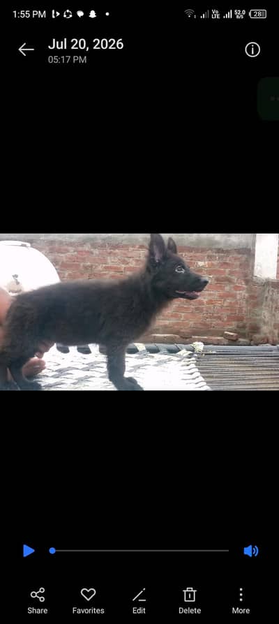 Black German shepherd