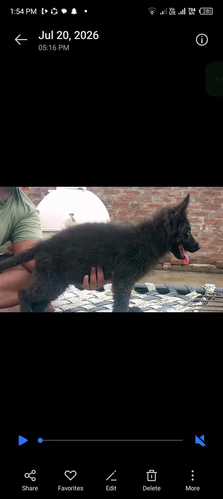 Black German shepherd — photo 2