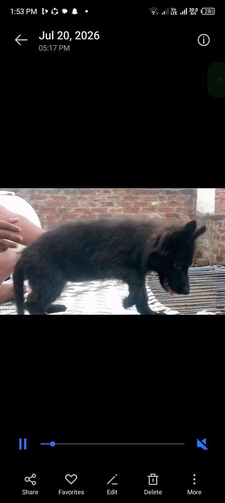 Black German shepherd — photo 3