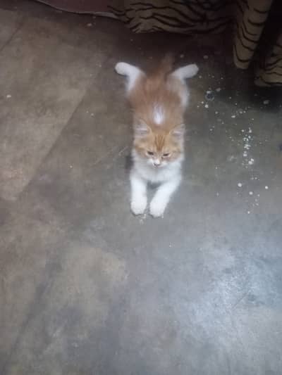 Selling my cute kitten 2 month
