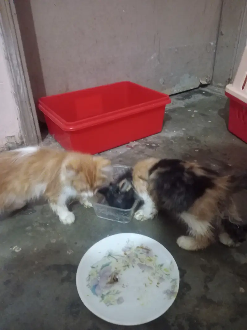Selling my cute kitten 2 month — photo 3