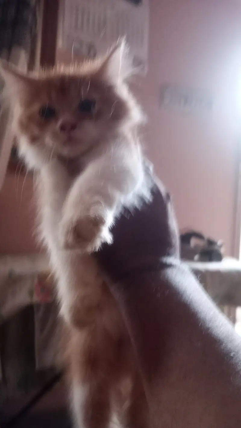 Selling my cute kitten 2 month — photo 4