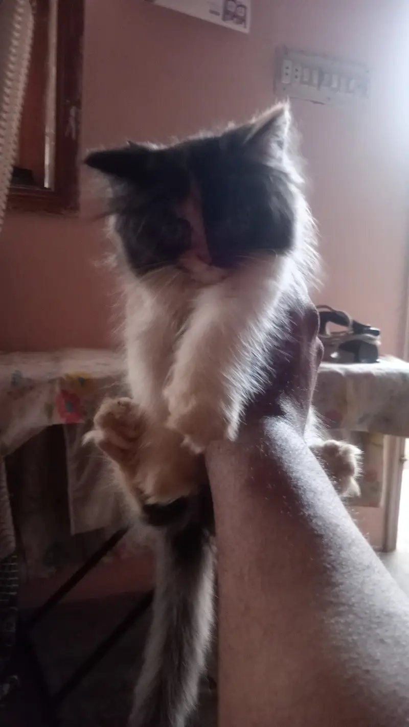 Selling my cute kitten 2 month — photo 5