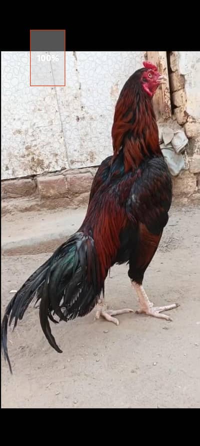 Home breed mianwali aseel